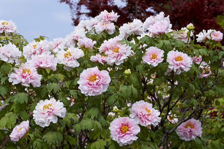 Beautiful peony in the garden.の写真素材