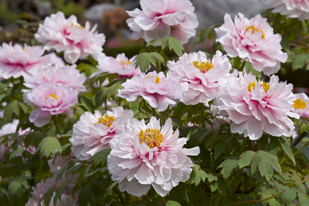 Beautiful peony in the garden.の写真素材