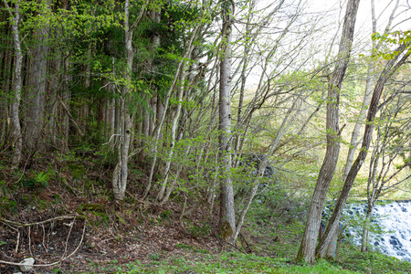 View of the spring Hakuba village Ohira Park in Japan.の写真素材