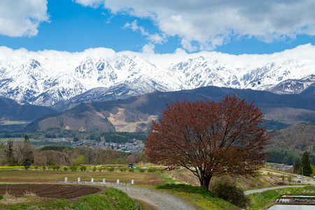 Landscape with Hakuba mountain range and cherry blossoms.
