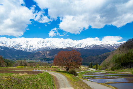 Landscape with Hakuba mountain range and cherry blossoms.の写真素材