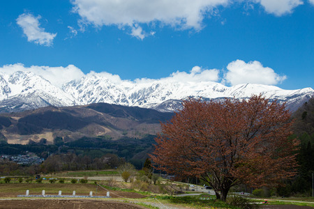 Landscape with Hakuba mountain range and cherry blossoms.の写真素材