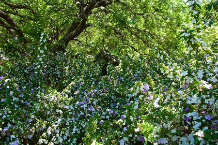 Brunfelsia latifolia with very good smell.の写真素材