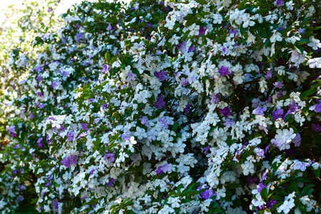 Brunfelsia latifolia with very good smell.の写真素材