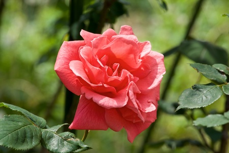 Beautiful Flowers of pink rose garden bloomed.の写真素材