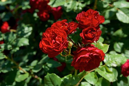 Beautiful red color rose bloomed in garden.の写真素材
