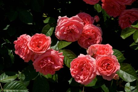 Beautiful red color rose bloomed in garden.の写真素材