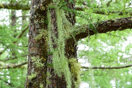 Usnea lichen that infests larch trees in the forest.の写真素材