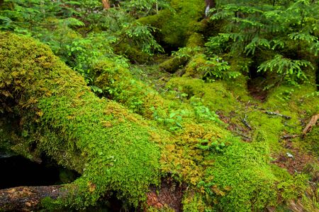 Beautiful and fascinating moss forest.の写真素材