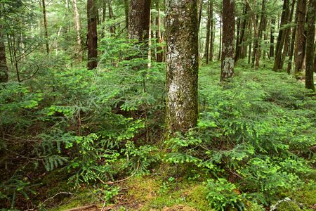 Beautiful and fascinating moss forest.の写真素材