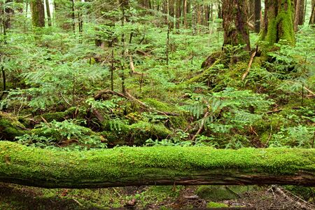 Beautiful and fascinating moss forest.の写真素材