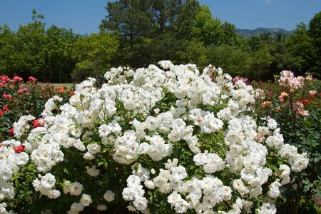 Beautiful rose bloomed in the garden.の写真素材