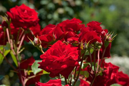 Beautiful red color rose bloomed in garden.の写真素材