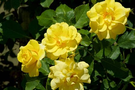 Beautiful yellow color rose bloomed in garden.の写真素材