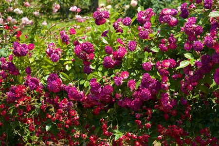 Beautiful rose bloomed in the garden.の写真素材