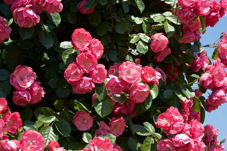 Beautiful pink color rose bloomed in garden.の写真素材