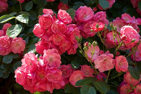 Beautiful pink color rose bloomed in garden.の写真素材