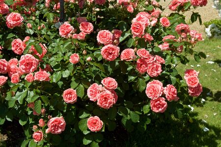 Beautiful pink color rose bloomed in garden.の写真素材