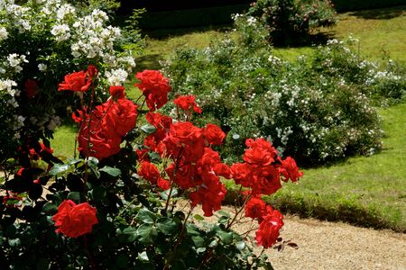 Beautiful red color rose bloomed in garden.の写真素材
