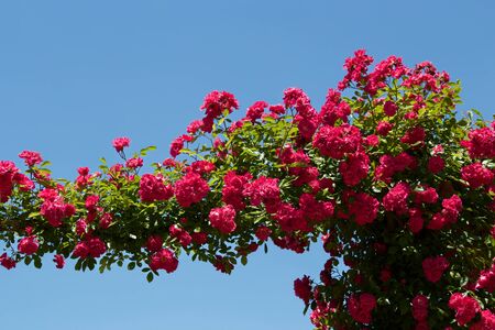 Beautiful red color rose bloomed in garden.の写真素材