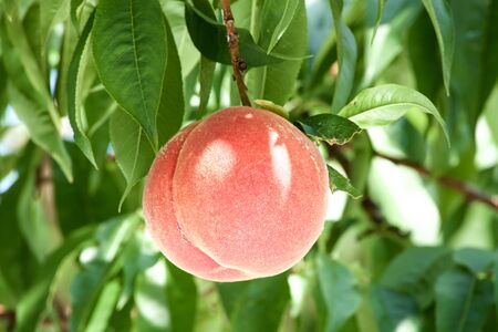 Fresh orchard peaches.の写真素材