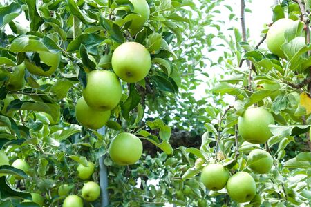 Young apples in orchard.の写真素材