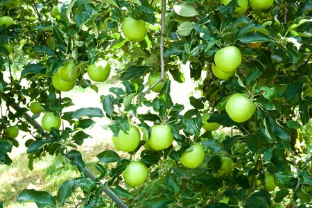 Young apples in orchard.の写真素材