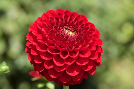 Beautiful Red dahlia Flowers in the Garden Blooming in Autumn.の写真素材
