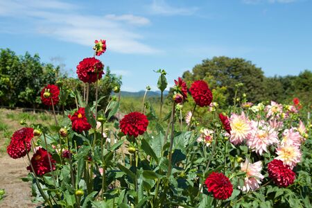 Beautiful Red dahlia Flowers in the Garden Blooming in Autumn.の写真素材