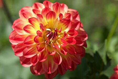 Beautiful orange dahlia flowers in the garden blooming in autumn.の写真素材