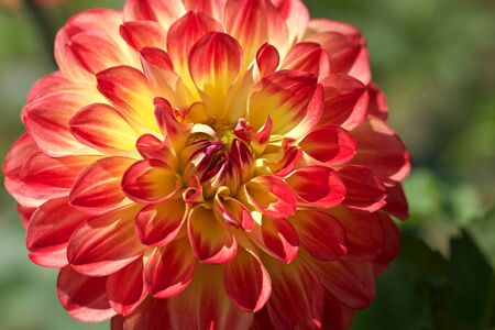 Beautiful orange dahlia flowers in the garden blooming in autumn.の写真素材