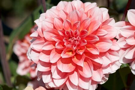 Beautiful orange dahlia flowers in the garden blooming in autumn.の写真素材