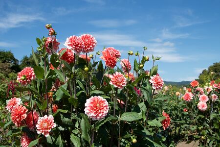 Beautiful Pink dahlia Flowers in the Garden Blooming in Autumn.の写真素材
