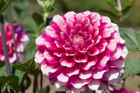 Beautiful Pink dahlia Flowers in the Garden Blooming in Autumn.の写真素材