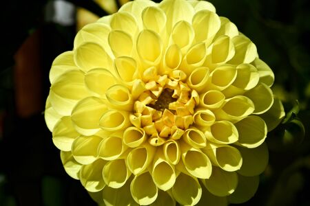 Beautiful Yellow dahlia Flowers in the Garden Blooming in Autumn.の写真素材