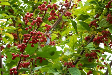 Many rare crab apples in the apple orchard.の写真素材