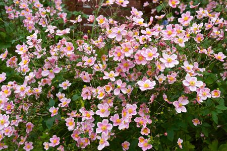 Beautiful anemone hupehensis blossom in garden.の写真素材