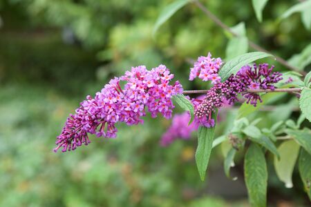 Beautiful budrea flowers in the garden.の写真素材