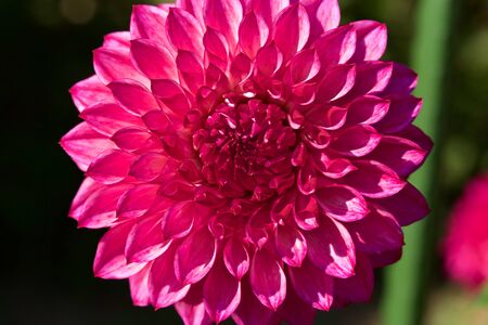 Beautiful Pink dahlia Flowers in the Garden Blooming in Autumn.の写真素材
