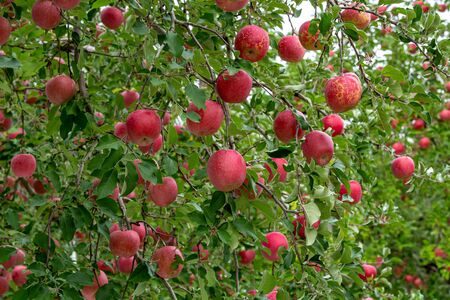 Delicious fuji apples in Japanese orchard.の写真素材