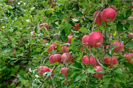 Delicious fuji apples in Japanese orchard.の写真素材