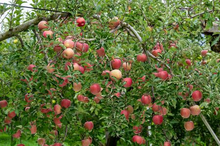 Delicious fuji apples in Japanese orchard.の写真素材