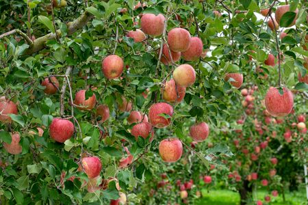Delicious fuji apples in Japanese orchard.の写真素材