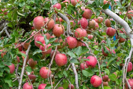 Delicious fuji apples in Japanese orchard.の写真素材
