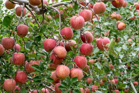 Delicious fuji apples in Japanese orchard.の写真素材