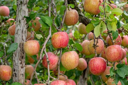 Delicious fuji apples in Japanese orchard.の写真素材