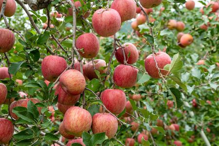 Delicious fuji apples in Japanese orchard.の写真素材