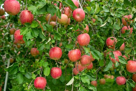 Delicious fuji apples in Japanese orchard.の写真素材