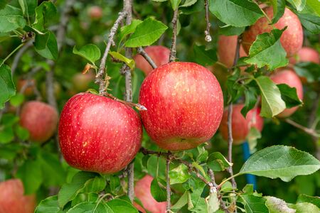 Delicious fuji apples in Japanese orchard.の写真素材