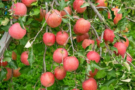 Delicious fuji apples in Japanese orchard.の写真素材